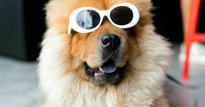 Hey Pandas, Post The Funniest Pics Of Your Pets (Closed)