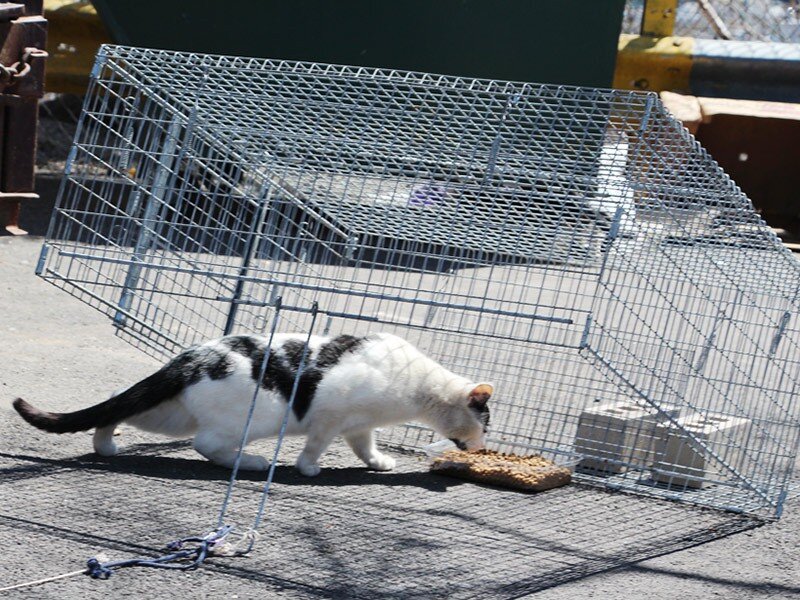 Transforming Staten Island: The Community’s Crusade For Cat Welfare