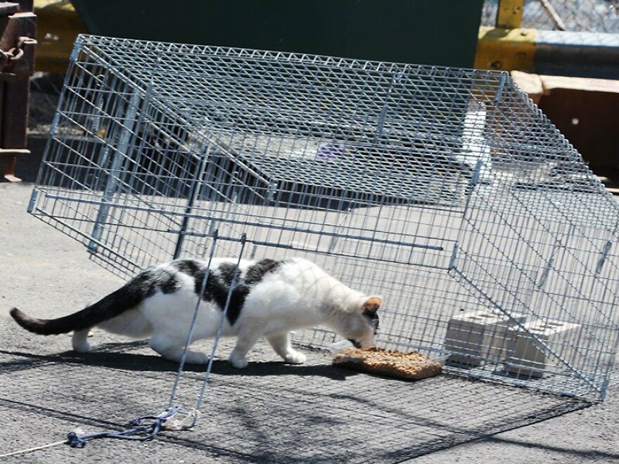Transforming Staten Island: The Community's Crusade For Cat Welfare Transforming Staten Island: The Community's Crusade For Cat Welfare