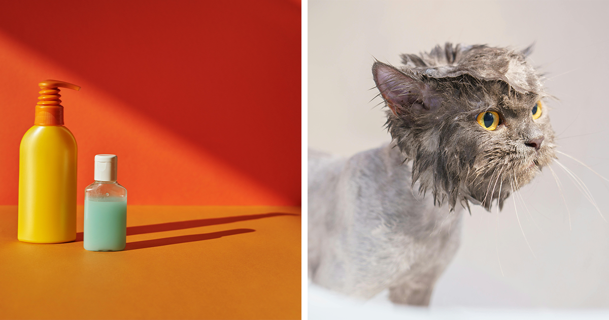 How to Give Your Cat a Flea Bath Without the Drama Bored Panda