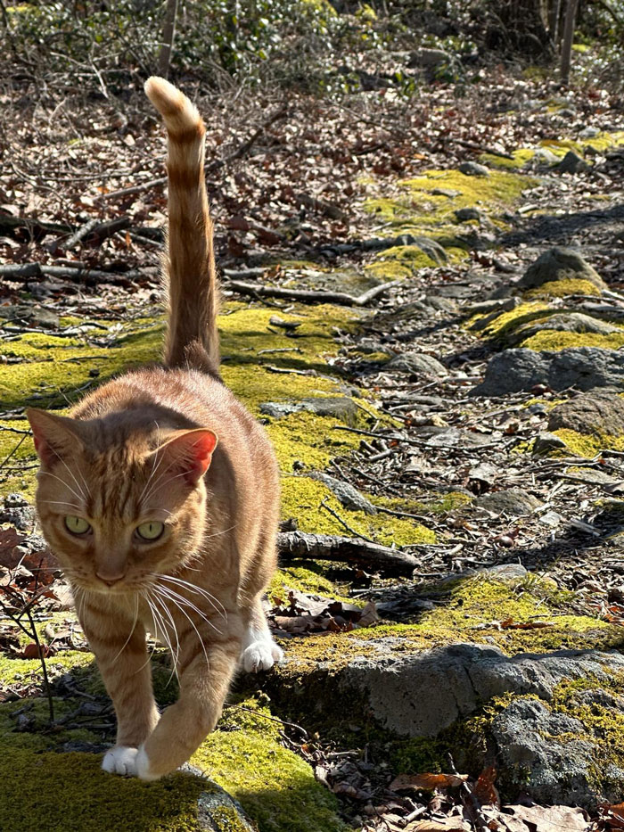 People Online Are In Love With This Adorable Cat Who Takes Its Owner’s Guests For Guided Hikes