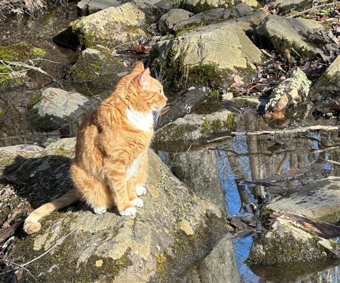 People Online Are In Love With This Adorable Cat Who Takes Its Owner’s Guests For Guided Hikes