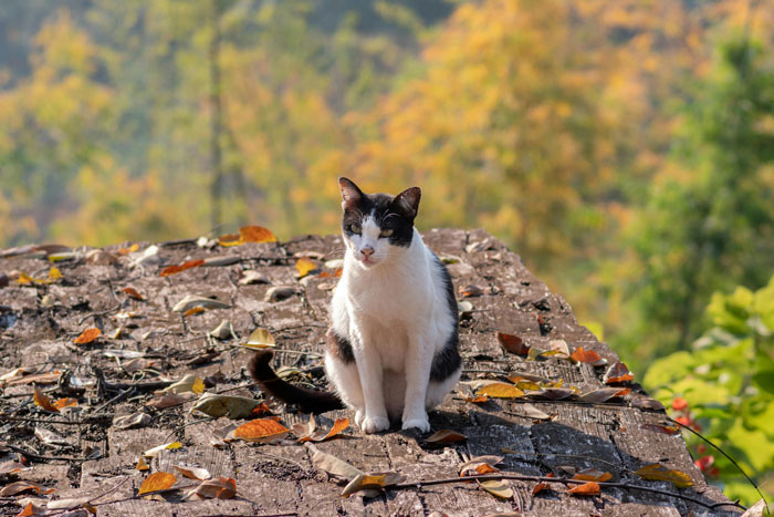 People Online Are In Love With This Adorable Cat Who Takes Its Owner’s Guests For Guided Hikes