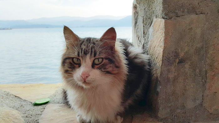 People Online Are In Love With This Adorable Cat Who Takes Its Owner’s Guests For Guided Hikes