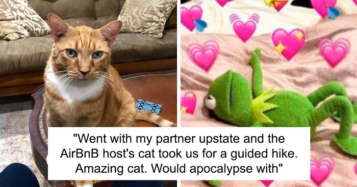People Online Are In Love With This Adorable Cat Who Takes Its Owner’s Guests For Guided Hikes