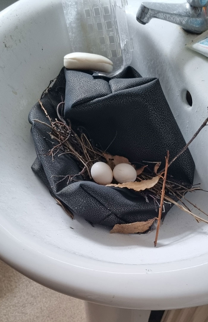 Me fui de viaje y me dejé la ventana del baño abierta por 3 semanas. Un pájaro hizo un nido en mi lavabo