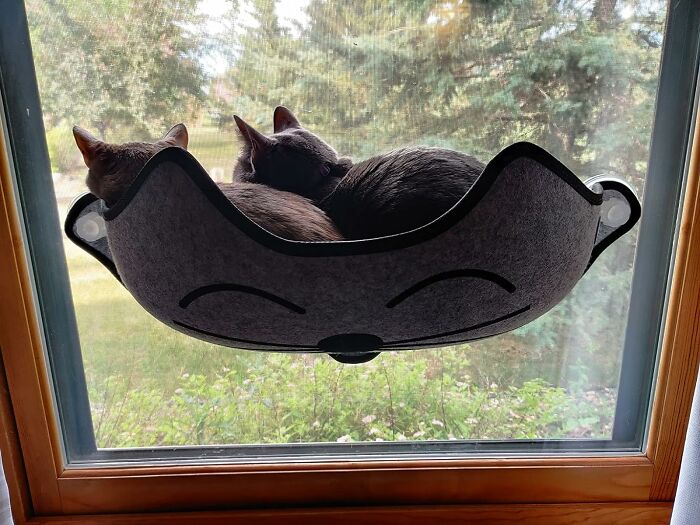 Give Your Feline Friend A Cozy Perch With The Mount Window Mounted Cat Bed