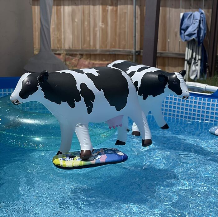 Moovelous Fun Awaits With Jet Creations Cow Inflatable Animal Baby