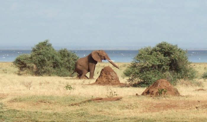 Elefante en las planicies africanas rascándose las pelotas con un montículo de termitas