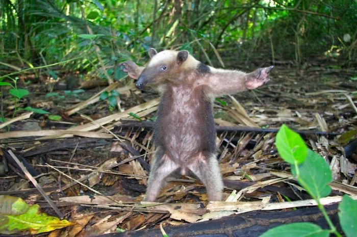 Oso hormiguero de Costa Rica, bailando