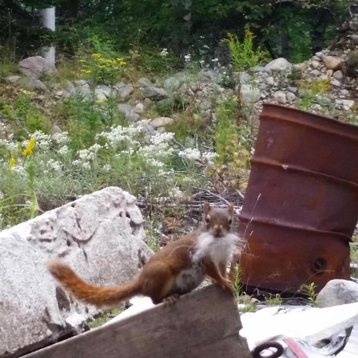 I Found This Wizard Squirrel In A Pile Of Trash. It’s The Best Crap Photo I’ve Taken