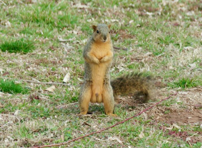 Next Time Starring On Squirrel P**n Is Ballsy The Squirrel