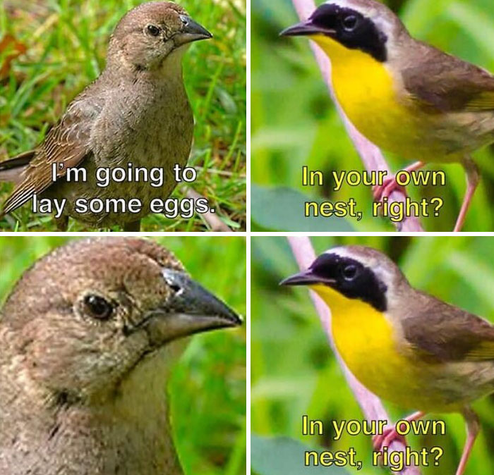 30 Of The Best “Birding Memes” Shared On This Dedicated Facebook Page
