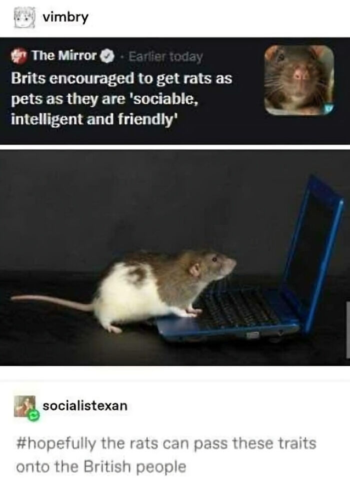 Get A Rat