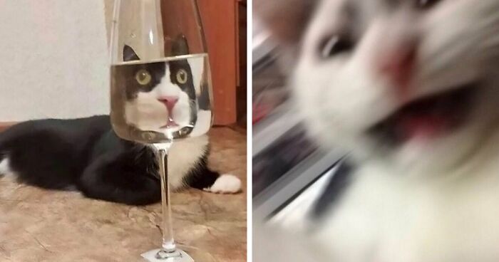 50 Unhinged Cat Pics That Require No Context To Be Enjoyed