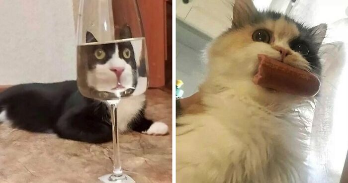 50 Unhinged Cat Pics That Require No Context To Be Enjoyed