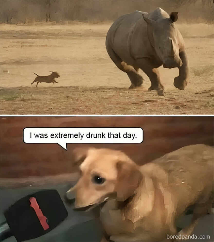 50 Adorable And Funny Situations With Animals That Were Perfect To Make 50 Adorable And Funny Situations With Animals That Were Perfect To Make