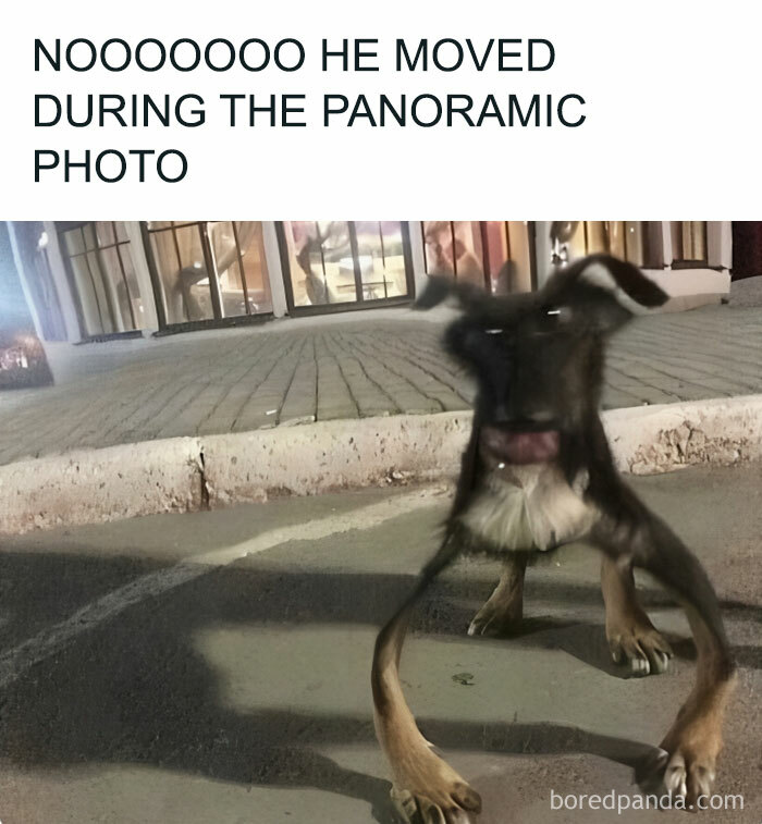 50 Adorable And Funny Situations With Animals That 50 Adorable And Funny Situations With Animals That