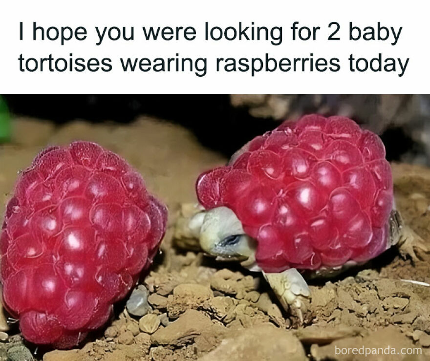 That Is One Tortoise Wearing A Raspberry And One Raspberry 😂