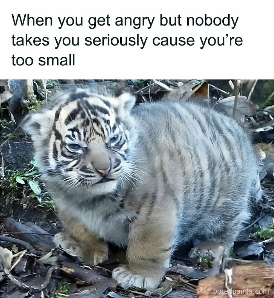 50 Adorable And Funny Situations With Animals That Were Perfect To Make 50 Adorable And Funny Situations With Animals That Were Perfect To Make