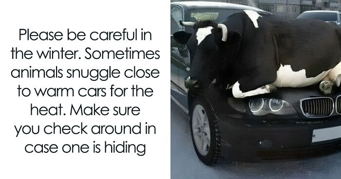 50 Adorable And Funny Situations With Animals That Were Perfect To Make Memes Out Of