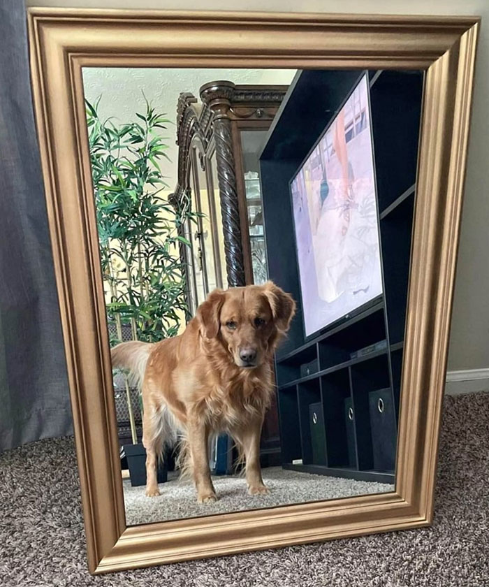 I Would 100% Buy This Mirror Just Because Of The Dog's Reflection. Too Cute