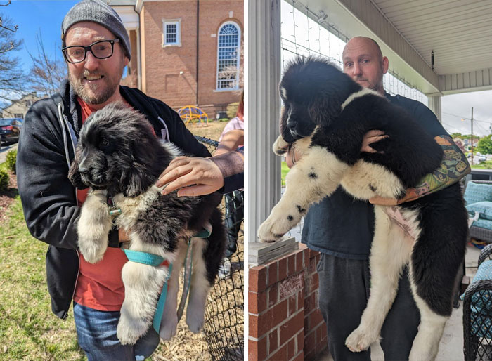 Our Absolute Unit Of A Puppy. Pics Exactly One Month Apart