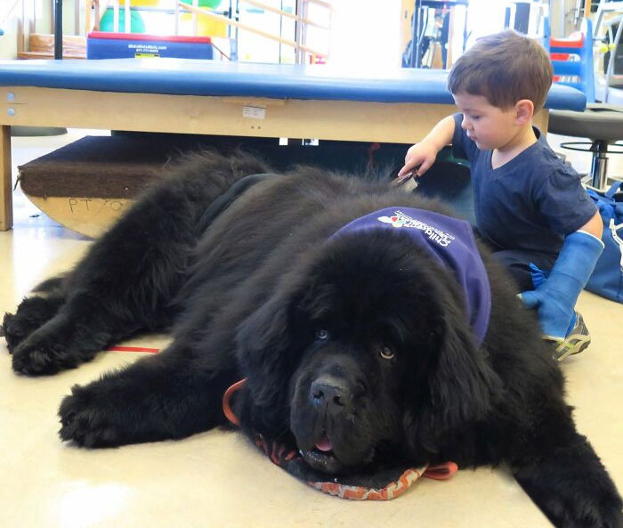 Children's Hospital Of Los Angeles' Best Therapy Dog Ever - My Mom's Dog Bonner