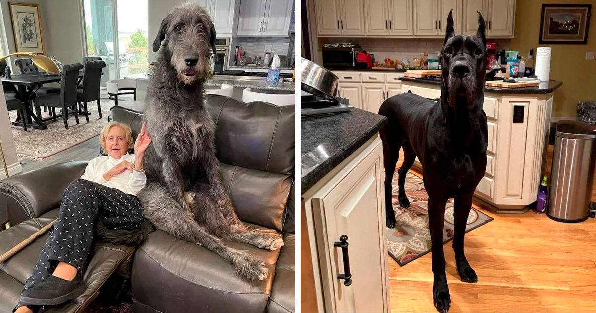 80 Dogs That Are Absolute Units And Don’t Know How Big They Are (New Pics)