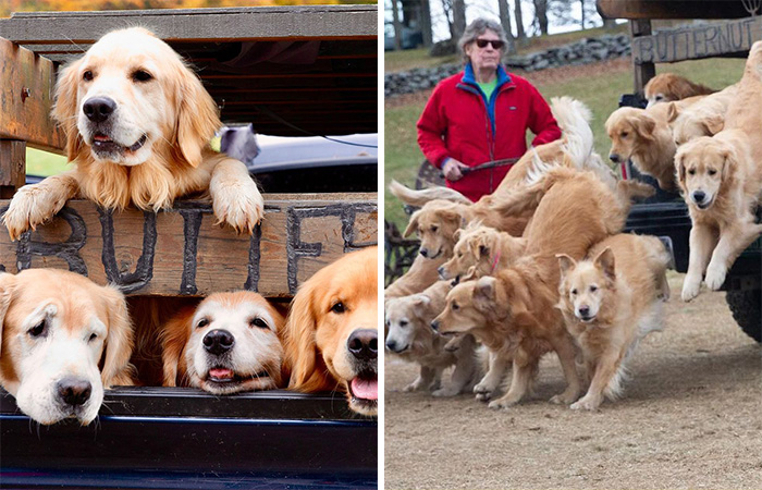 “People Cry Because They Are So Happy”: Visitors Flock To Experience The “Golden Retriever Hour”