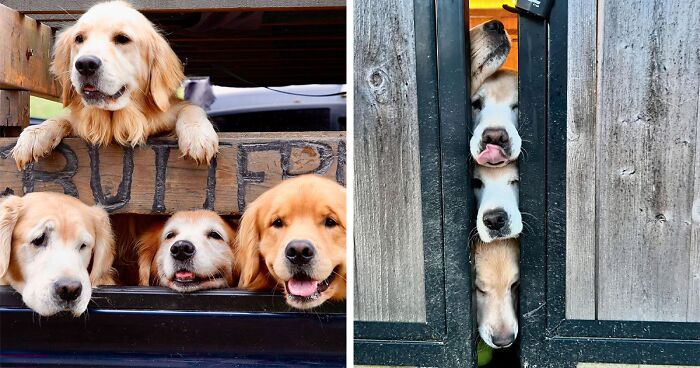 “People Cry Because They Are So Happy”: Visitors Flock To Experience The “Golden Retriever Hour”
