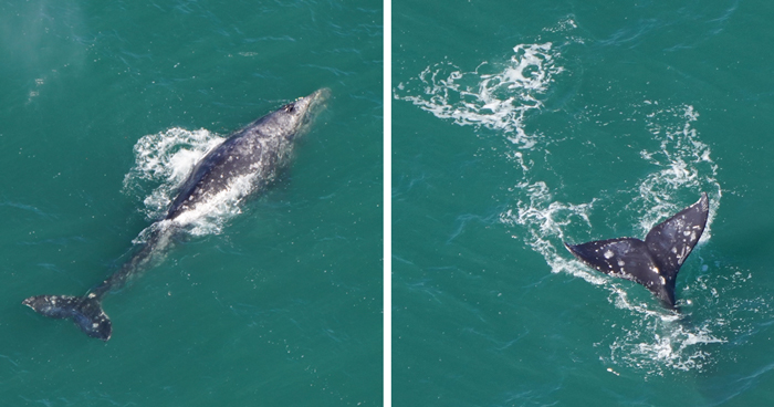 Whale Thought To Have Gone Extinct In The Atlantic Spotted Again After 200 Years Of Absence