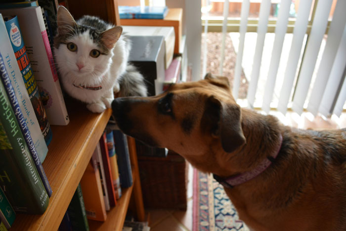dog looking at the cat sitting on the shelf