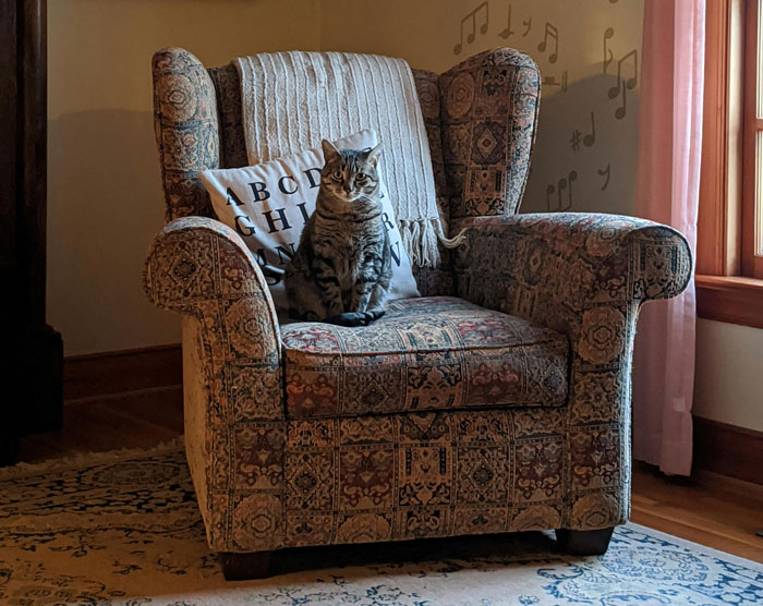 cat sitting on the armchair