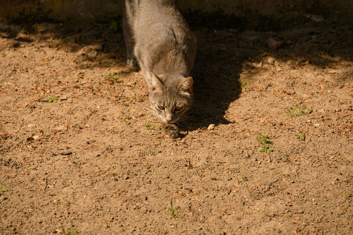 cat sniffing the mouse on the ground