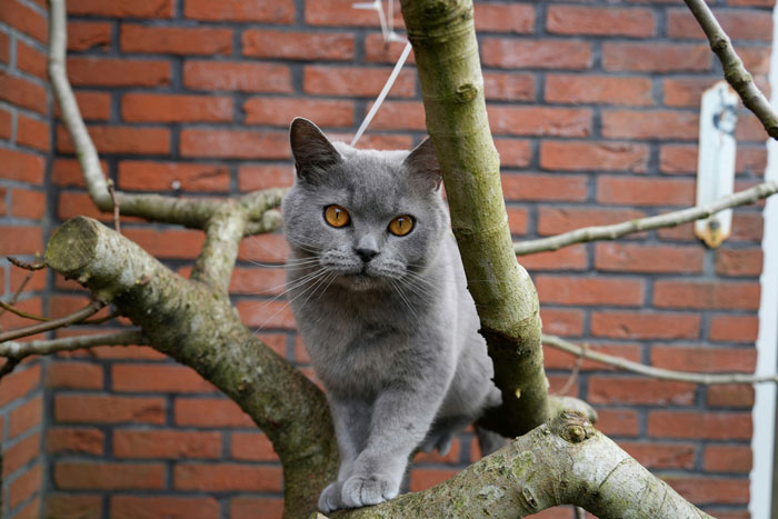 cat on the tree near a break wall
