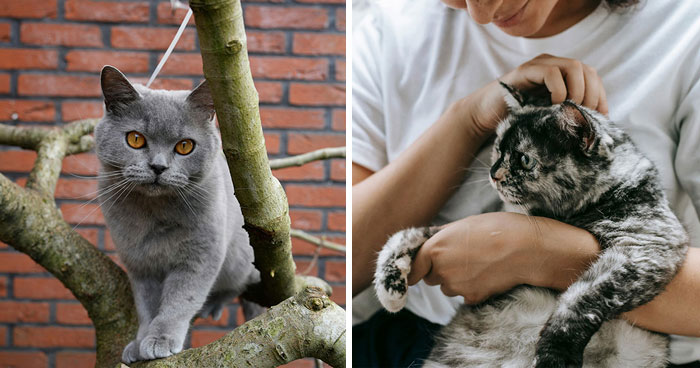 How Do Indoor Cats Get Fleas? Explained By An Expert Vet