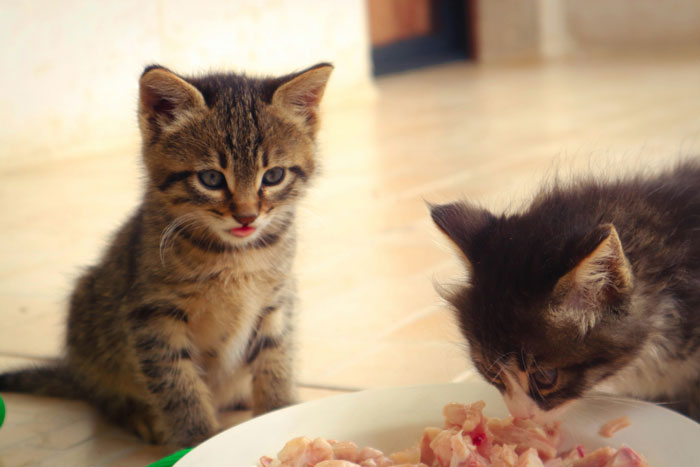 two kittens eating from the bowl