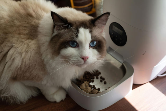 cat sitting near an automatic feeding through