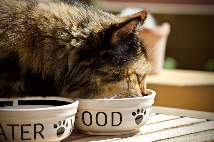 cat eating from the bowl