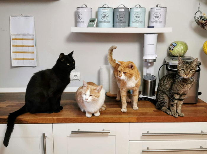 four different cats sitting on the kitchen table