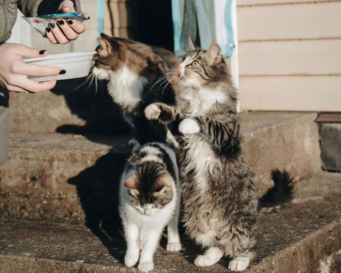 person feeding three cats from one bowl