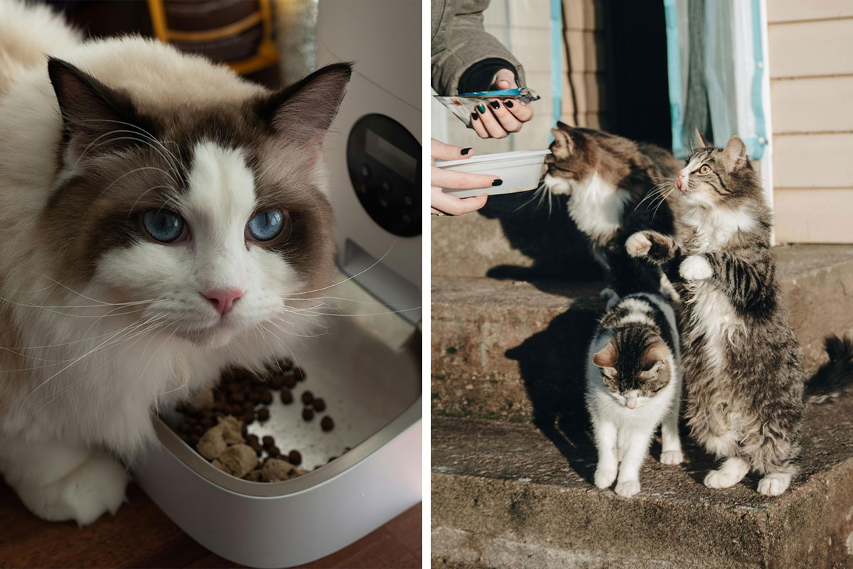 How Often Should I Feed My Cat? Vet’s Guide to Feed a Cat Bored Panda