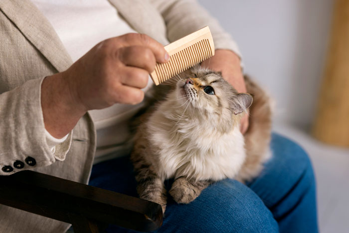 person brushing the cat