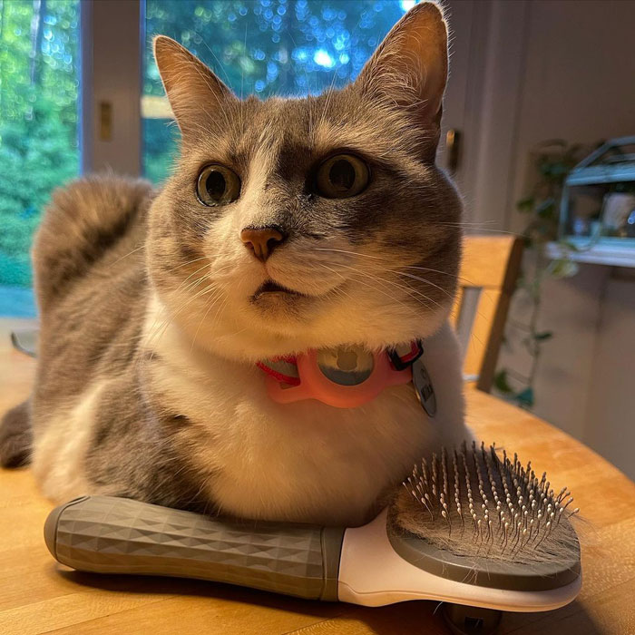 cat sitting on the table near the brush