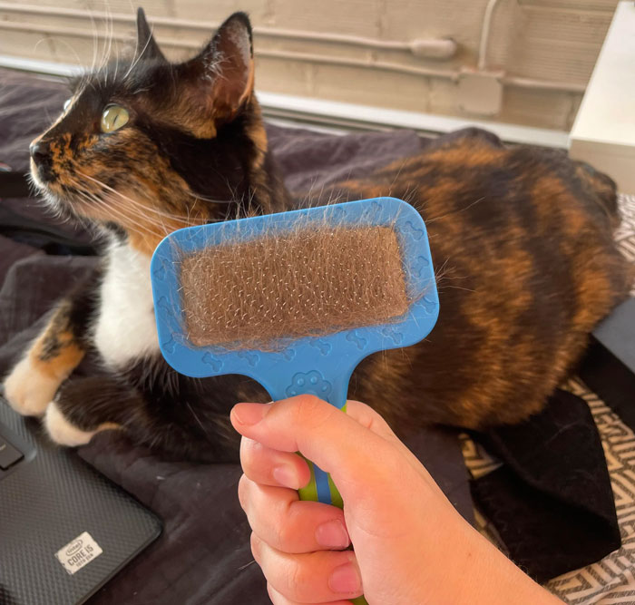 person holding the brush near the cat