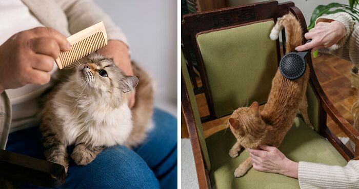 How to Brush a Cat: Expert Guide for Your Cat Grooming