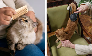 How to Brush a Cat: Expert Guide for Your Cat Grooming