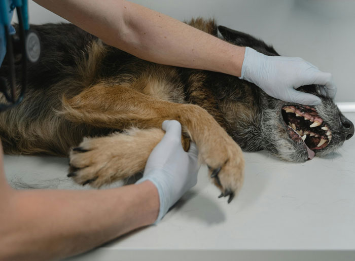 vet observing the dog's teeth