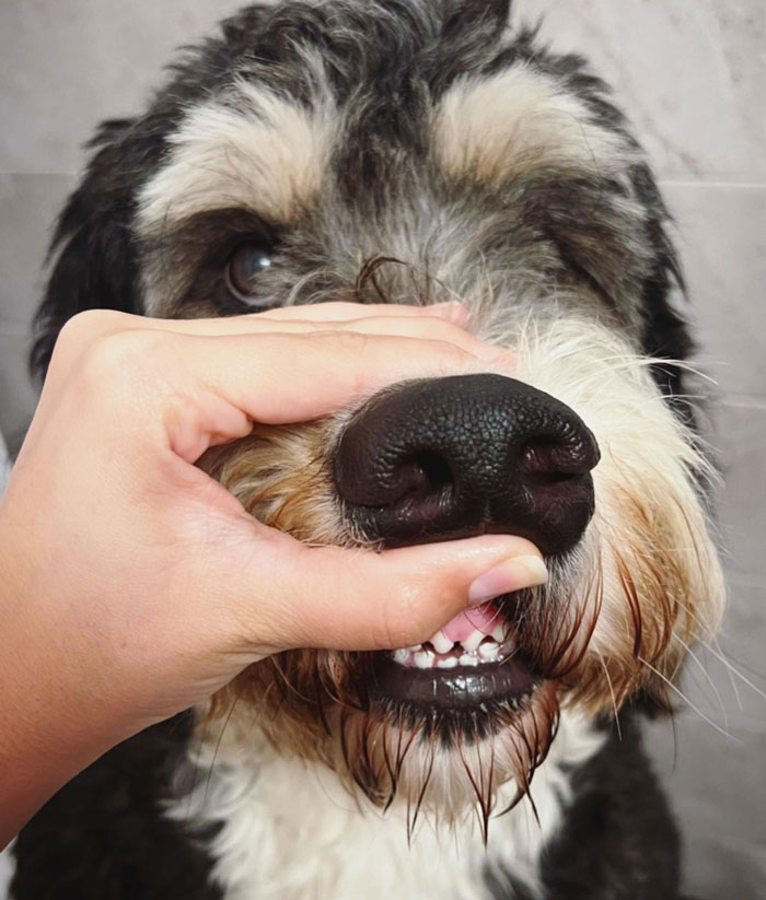 person showing white dog's teeth